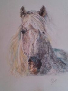 Cavallo arabo